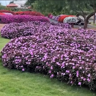 HOLAMBRA FESTA DAS FLORES 